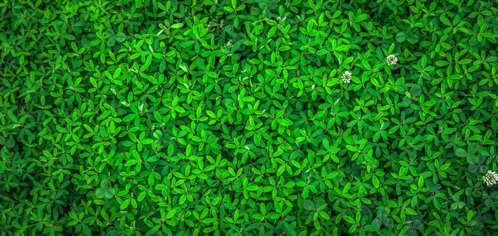 Tapis de feuilles vertes