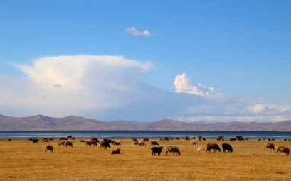 Une plaine du Kirghizistan entretenue par des vaches et des moutons