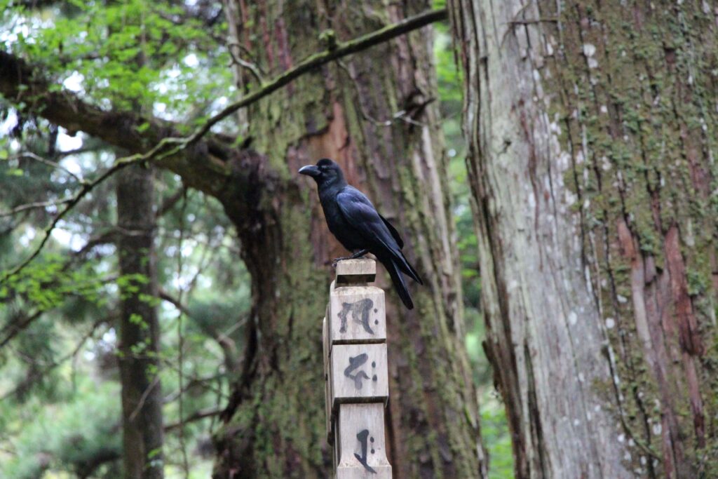 Corbeau dans le cimetière Okunonin - Koyasan - Japon