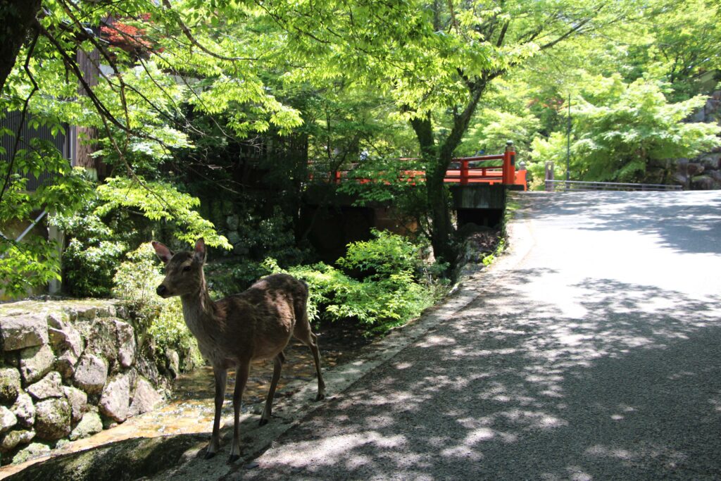 Les daims de Miyajima - Japon