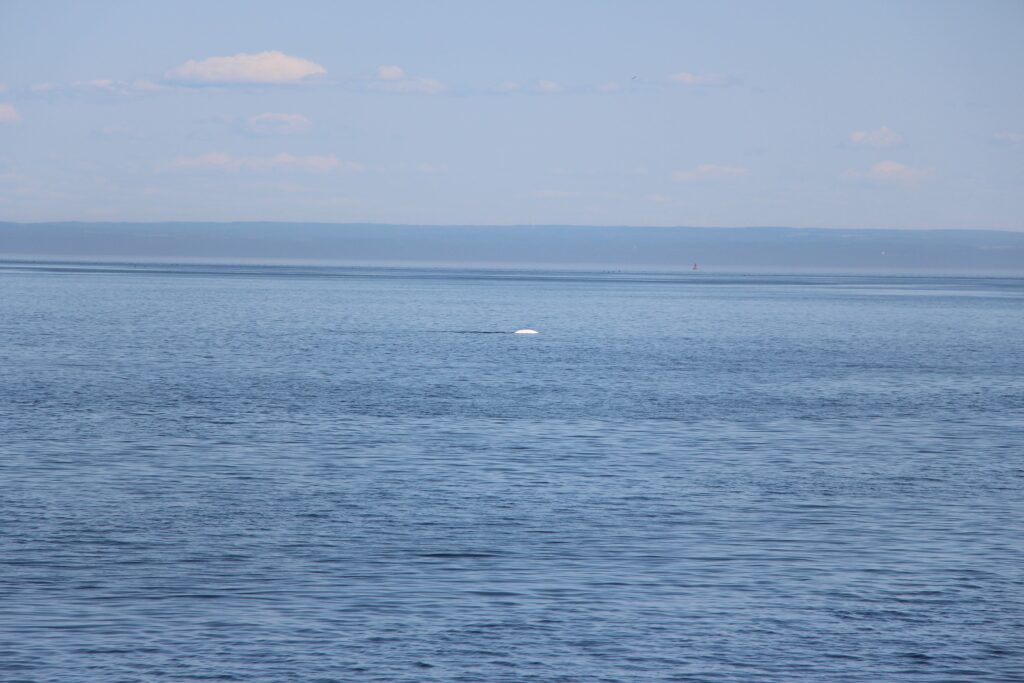 Un beluga vu de loin à Tadoussac dans le Fleuve Saint-Laurent - Québec - Canada