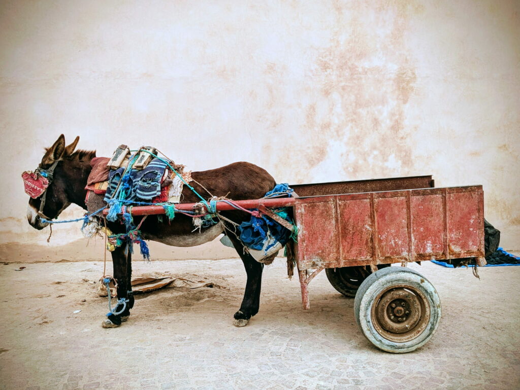 Les ânes, présents partout dans la Médina