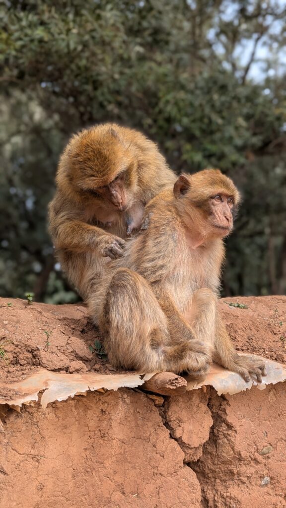 Les singes en liberté aux Cascades d'Ouzoud au Maroc