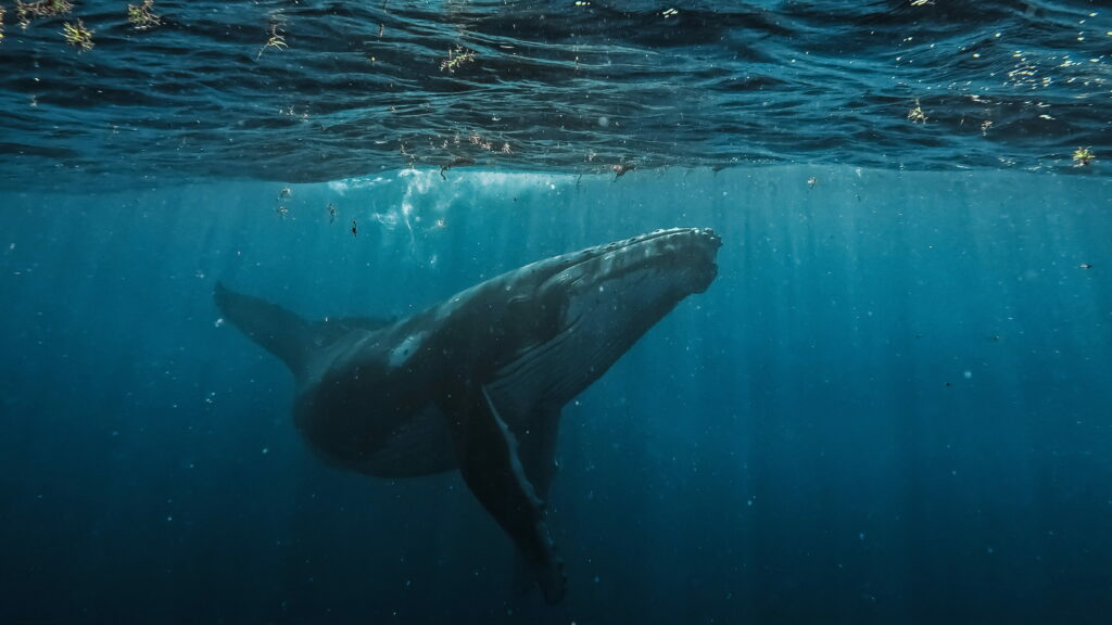 Baleine à bosse à Tahiti - Polynésie française | Wanderlust Vibes - Photo Unsplash